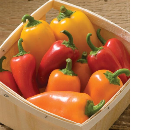 PEPPER LUNCHBOX MIX - 4'' POT