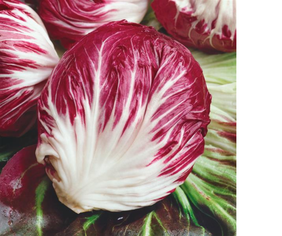 RADICCHIO PALLA ROSA - FLAT OF 32 PLANTS