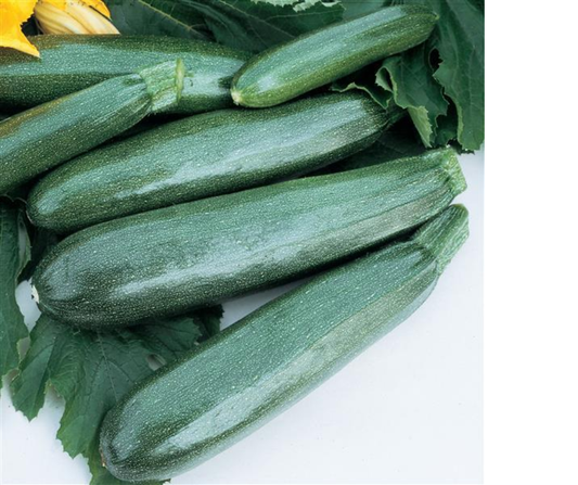 SQUASH BALL'S ZUCCHINI - 4'' POT