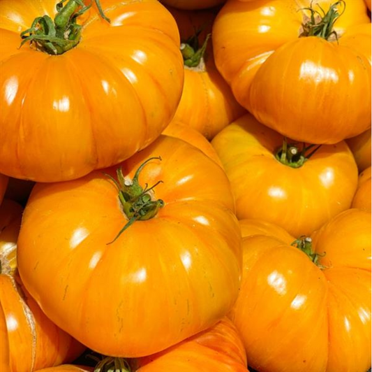 TOMATO YELLOW BRANDYWINE - 4'' POT