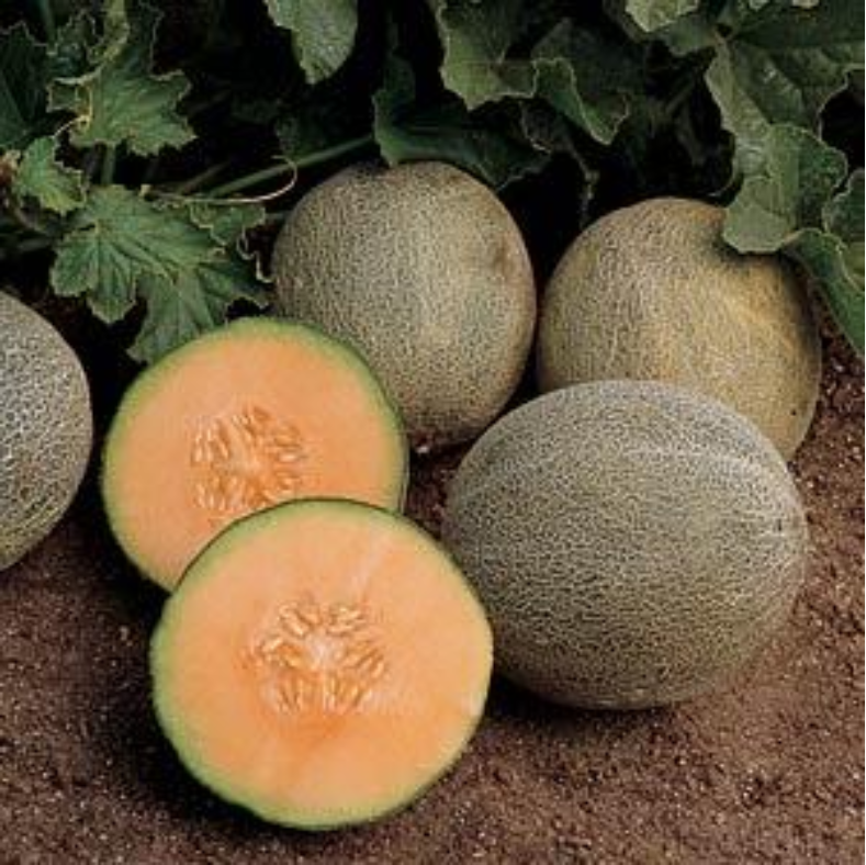 CANTALOUPE AMBROSIA - 4'' POT