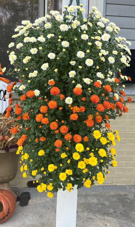 GARDEN MUMS COMBO GIGI CANDY CORN - FLOWER BAG