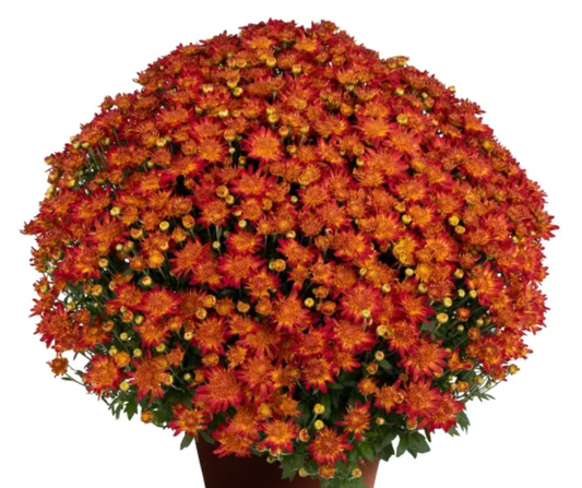 GARDEN MUMS AUTUMN SUNSET - 10" Pot