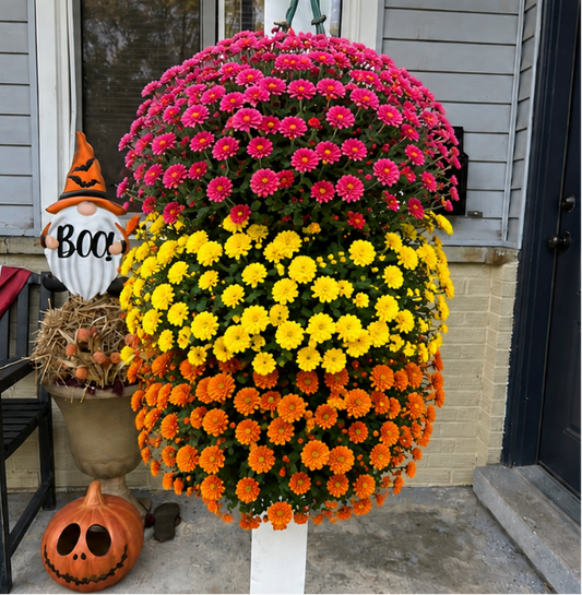 GARDEN MUMS COMBO GIGI SUNRISE - FLOWER BAG