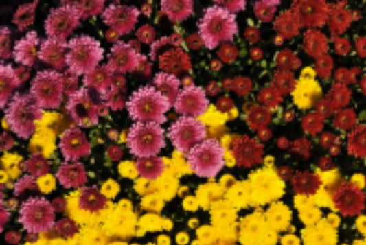 GARDEN MUMS COMBO MR. WIZARD - 10" Pot