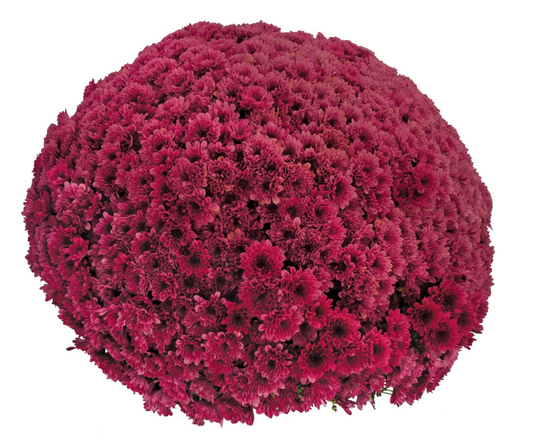 GARDEN MUMS LUCKY PURPLE - 6.5" Pot