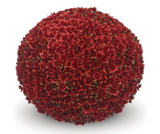 GARDEN MUMS MAGNUS RED - 6.5" Pot