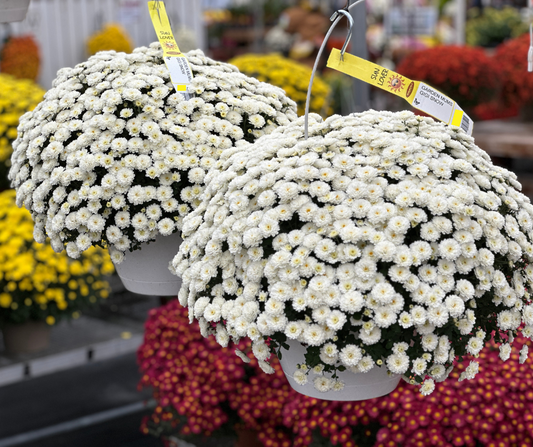 GARDEN MUMS GIGI SNOW - 10" HANGING BASKET