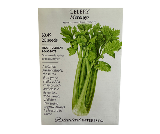 Celery Merengo hybrid