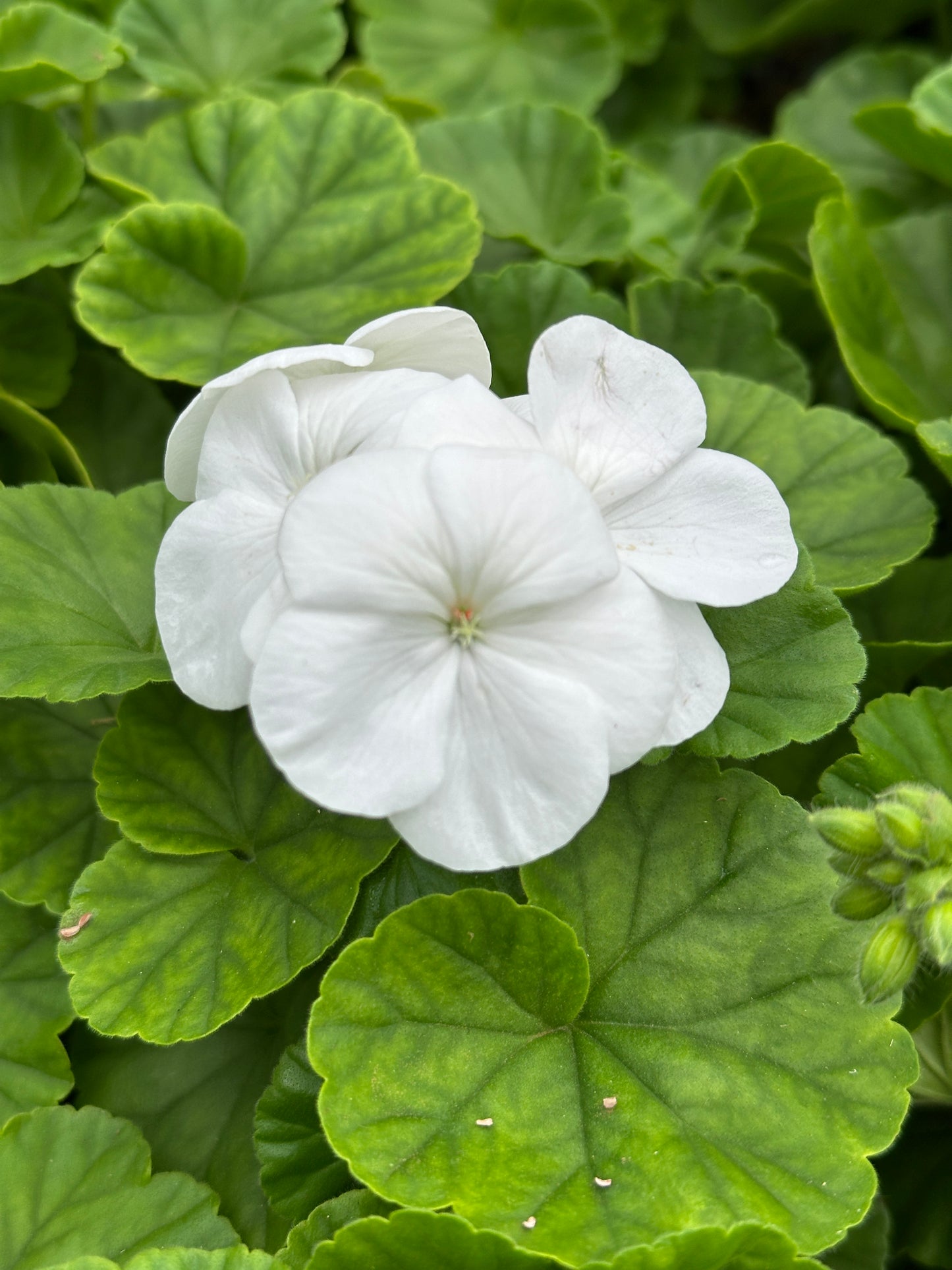 GERANIUM PINTO WHITE - JUMBO 6 PACK