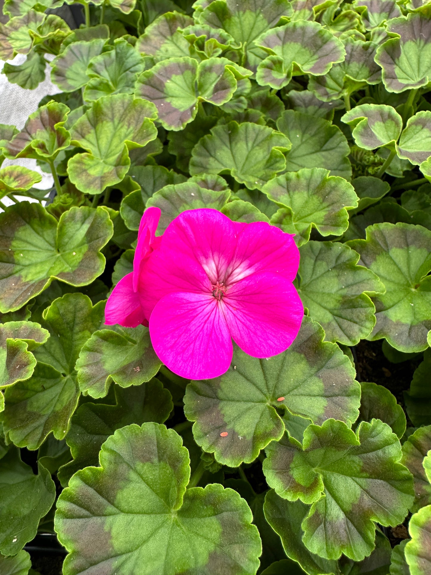 GERANIUM PINTO LAVENDER ROSE - JUMBO 6 PACK