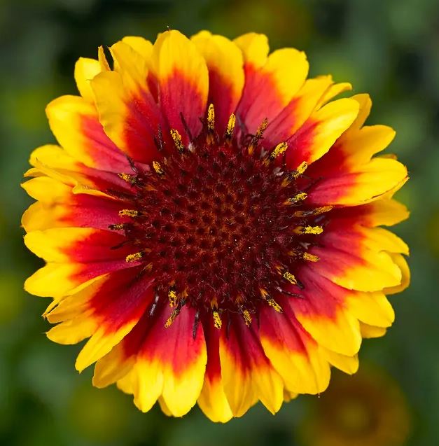 Gaillardia 'Barbican Yellow Red Wing'