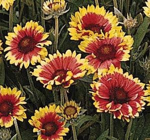 Gaillardia x grandiflora 'Goblin'