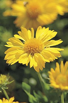 Gaillardia x grandiflora 'Mesa Yellow'