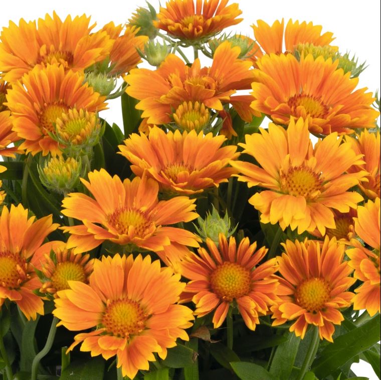 Gaillardia SpinTop 'Mango'