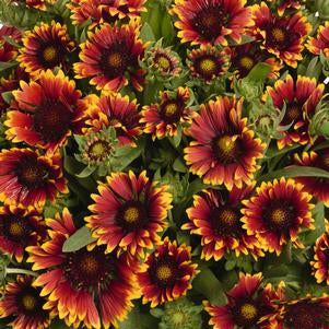 GAILLARDIA SPINTOP ORANGE HALO