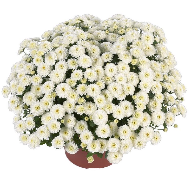 GARDEN MUMS GIGI SNOW - 8'' POT