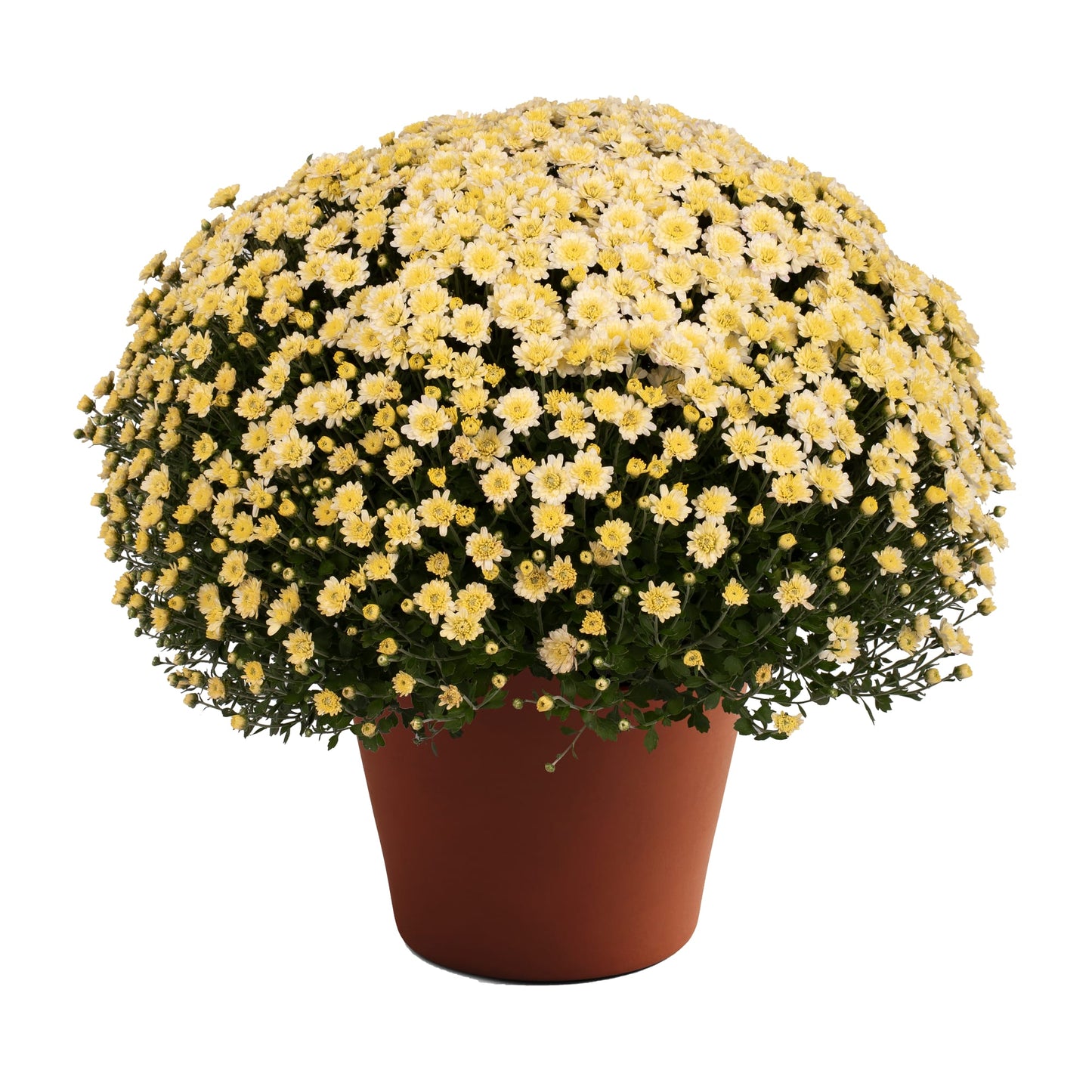 GARDEN MUMS JACQUELINE PEARL - 10'' POT