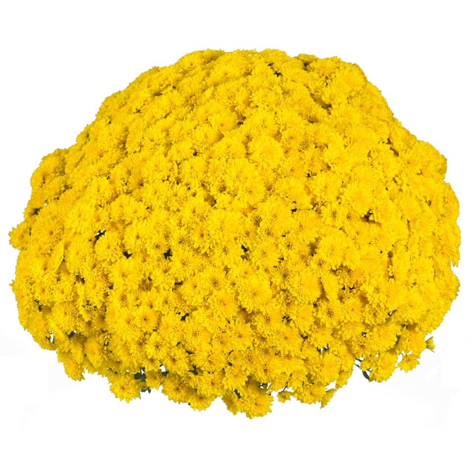 GARDEN MUMS PARTY YELLOW - 10'' POT