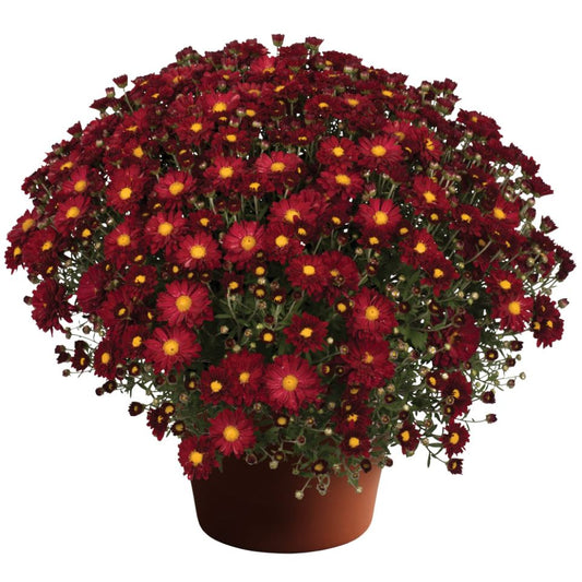 GARDEN MUMS BONNIE RED - 10'' POT