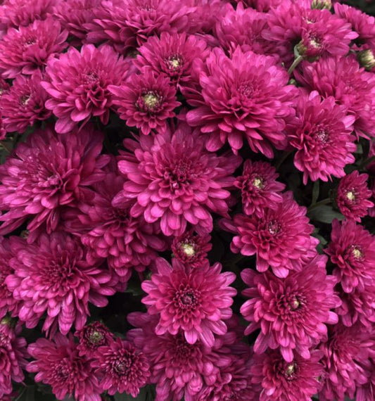 GARDEN MUMS WANDA PURPLE - 12'' POT