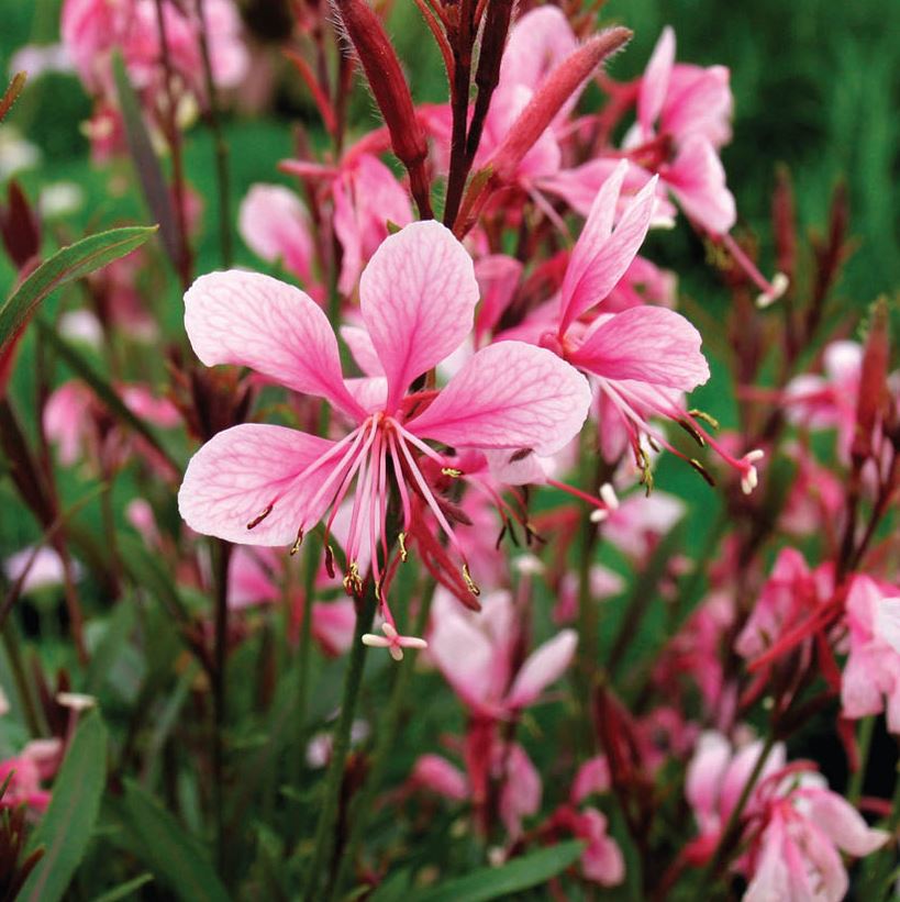 GAURA PASSIONATE BLUSH