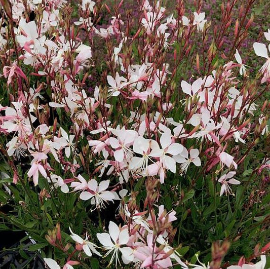 GAURA WHIRLING BUTTERFLIES - QUART POT