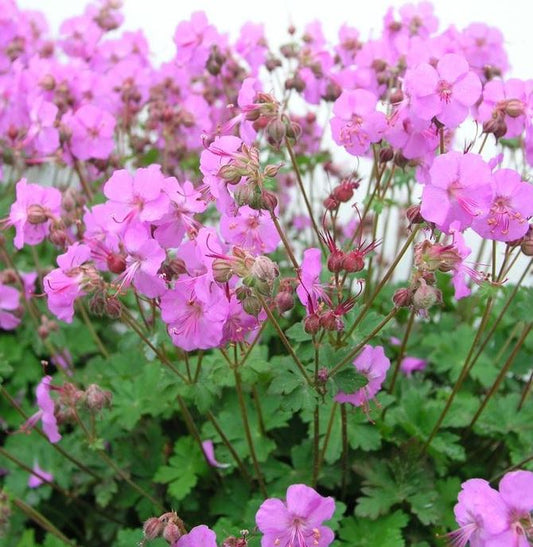 Geranium x c. 'Biokovo'