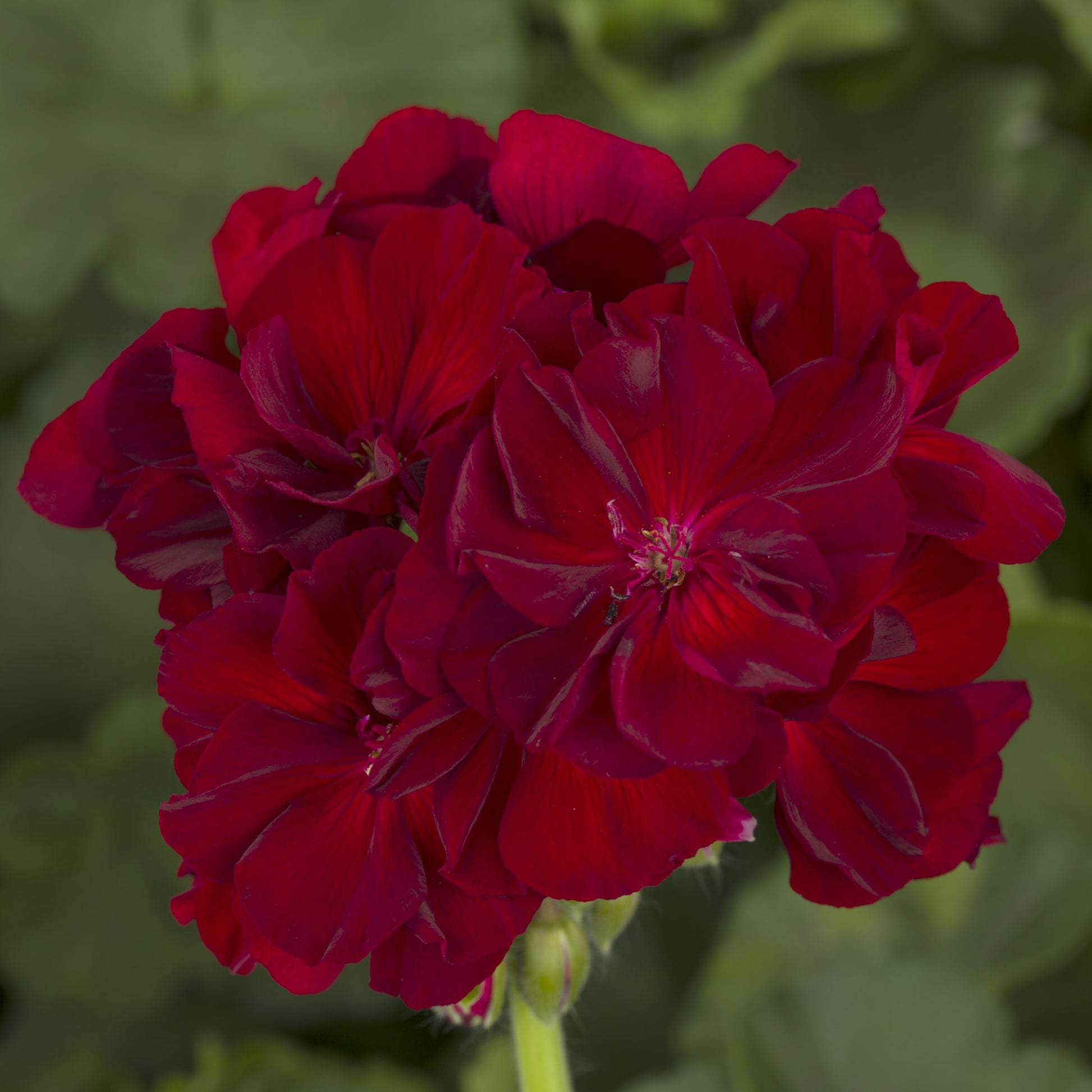 GERANIUM CALLIOPE LARGE BURGUNDY