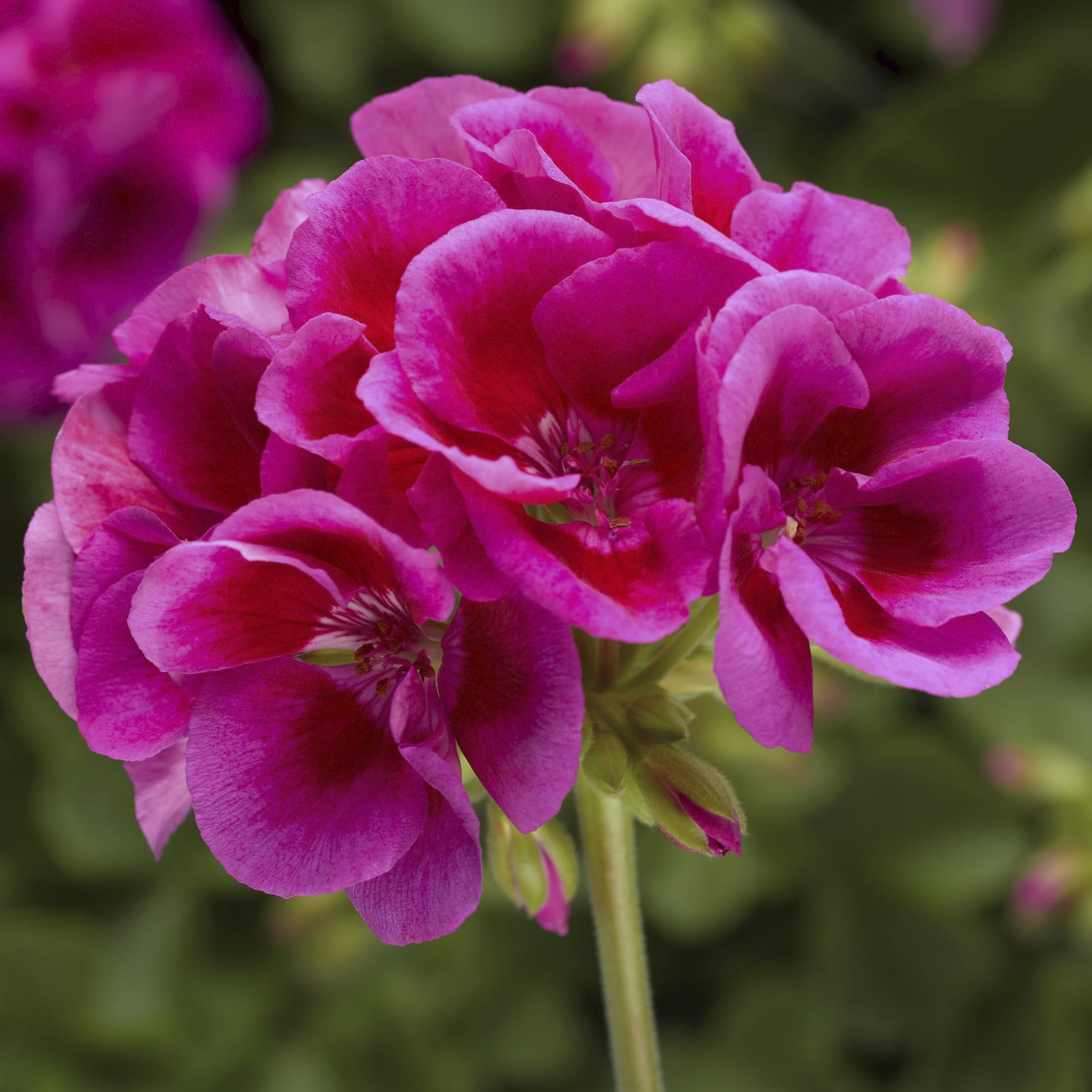 GERANIUM CALLIOPE LARGE LAVENDER MEGA SPLASH