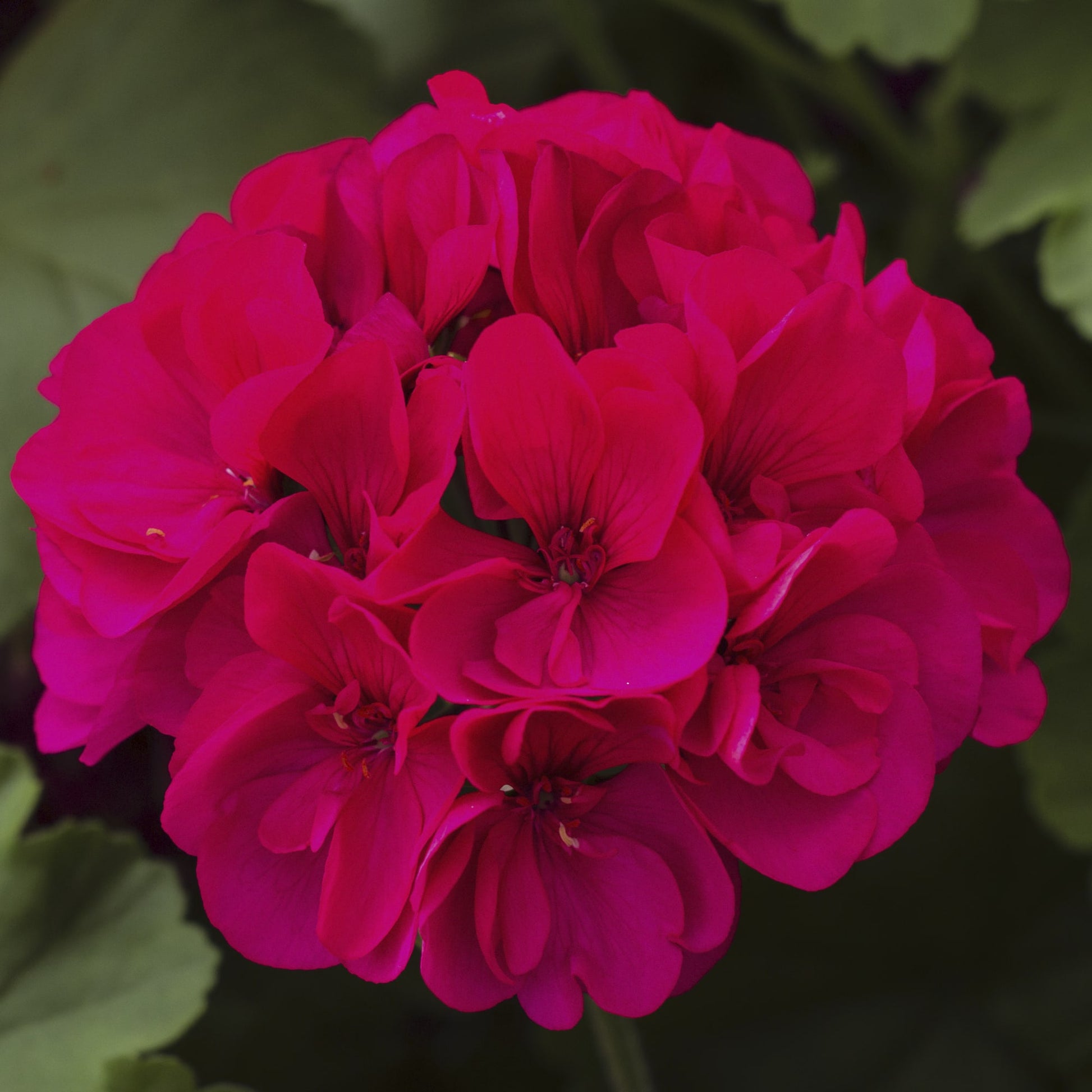 GERANIUM CALLIOPE LARGE MAGENTA