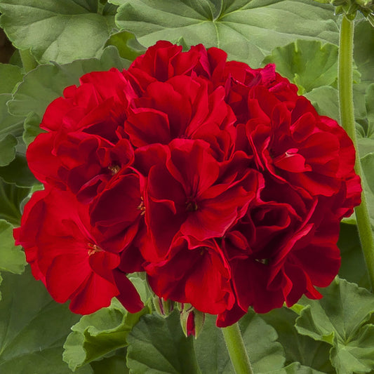 GERANIUM CALLIOPE LARGE RED