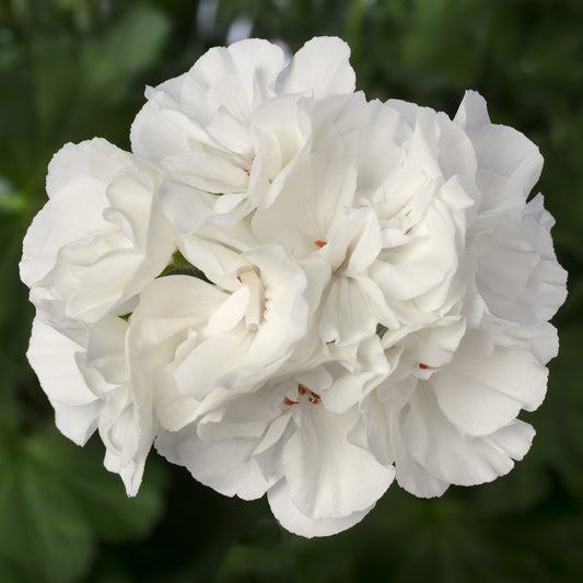 GERANIUM CALLIOPE LARGE WHITE