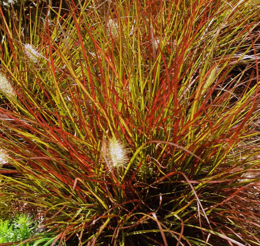 Pennisetum alopecuroides 'Burgundy Bunny'