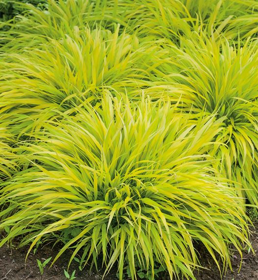 Grass - Hakonechloa macra 'All Gold'