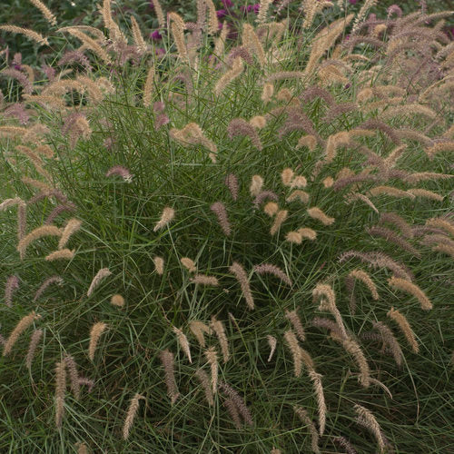 Pennisetum orientale