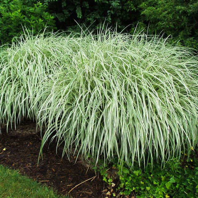 Miscanthus sinensis 'Variegatus'
