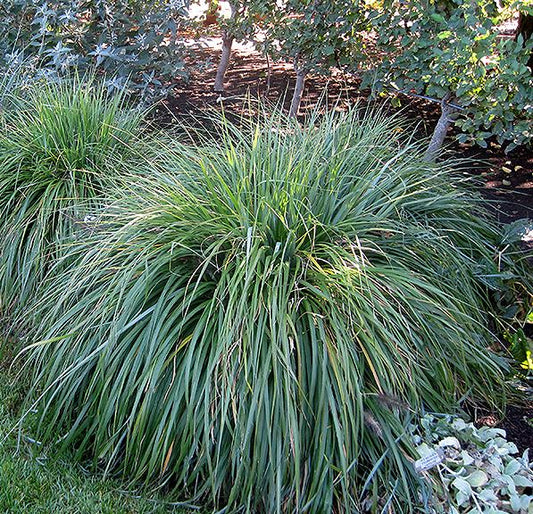 Pennisetum alopecuroides 'Moudry'