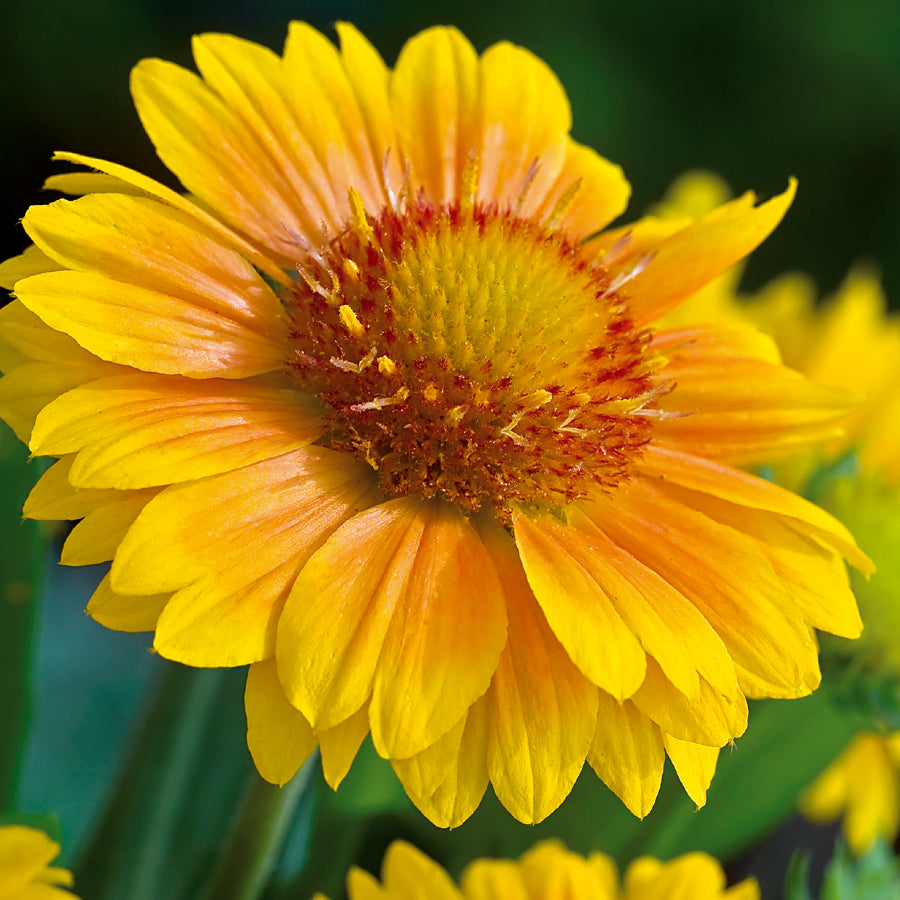 Gaillardia aristata 'Arizona Apricot'