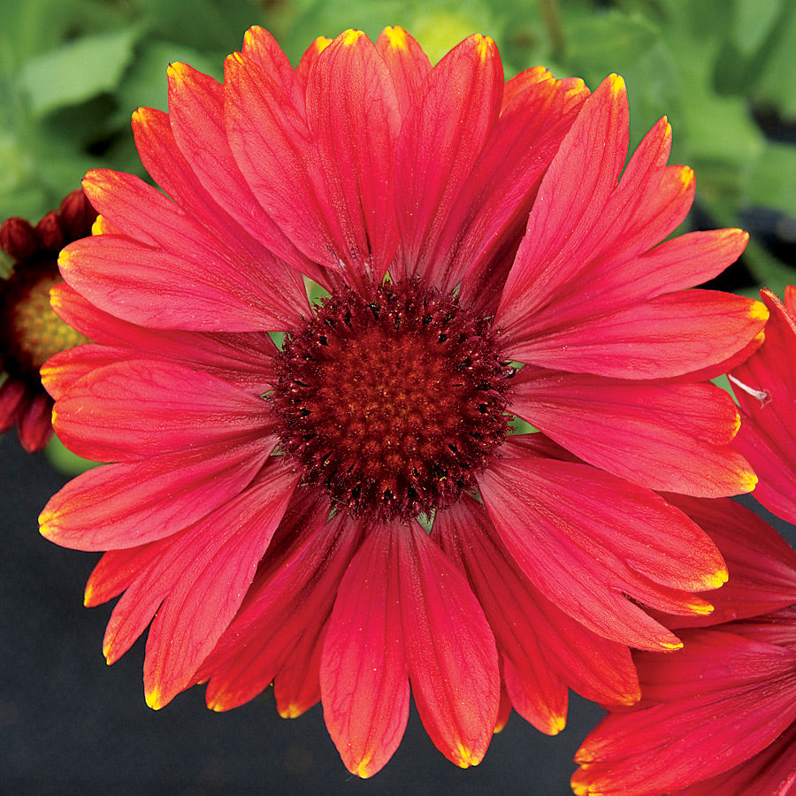 Gaillardia aristata 'Arizona Red Shades'