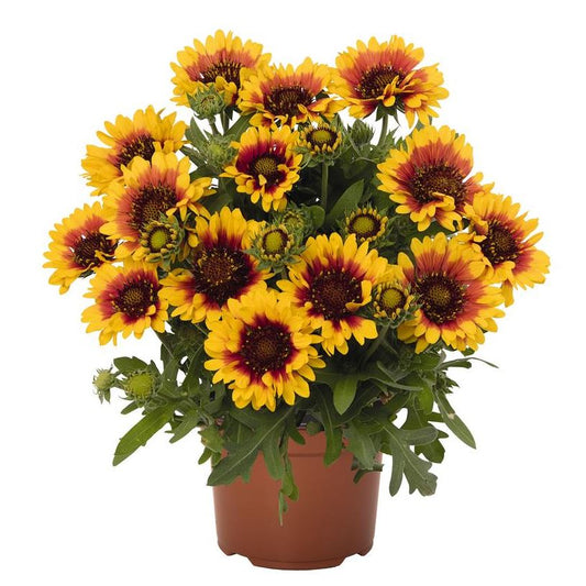 Gaillardia 'Spintop Red Starburst'