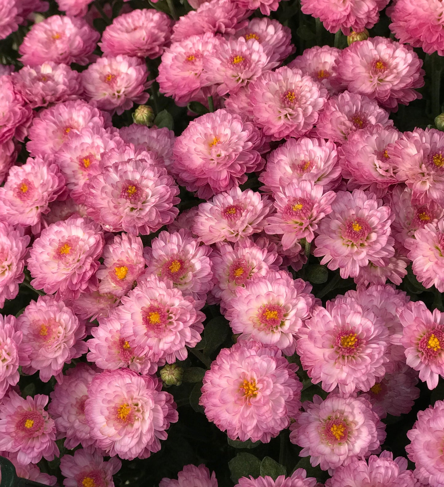 GARDEN MUMS GIGI DARK PINK - FLOWER BAG