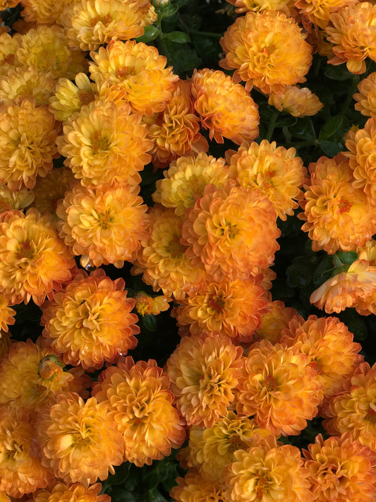 GARDEN MUMS GIGI ORANGE - FLOWER BAG