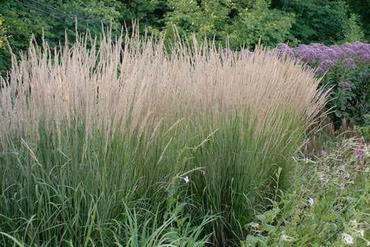 Grass - Karl Foerster Reed