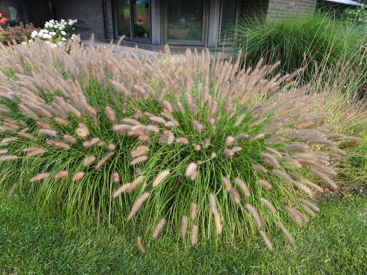 Pennisetum alopecuroides 'Ginger Love'