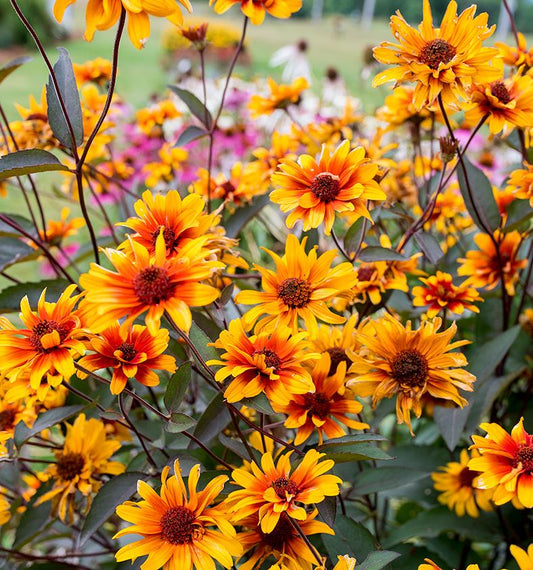 HELIOPSIS 'BURNING HEARTS'