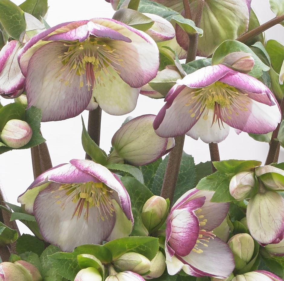 Helleborus Frostkiss 'Glenda's Gloss'