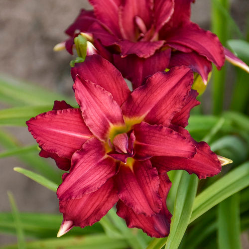 HEMEROCALLIS DOUBLE PARDON ME DAYLILY