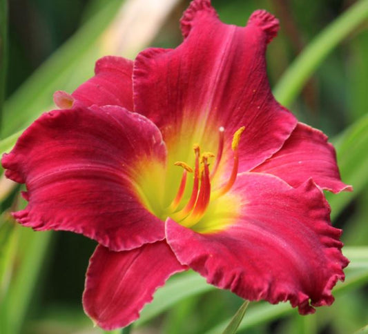 Hemer Indy Rhapsody G1 PTW