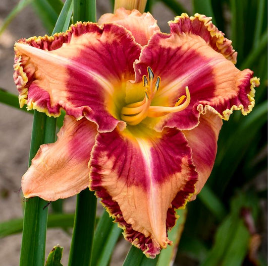 HEMEROCALLIS RAINBOW RYTHYM LAKE OF FIRE